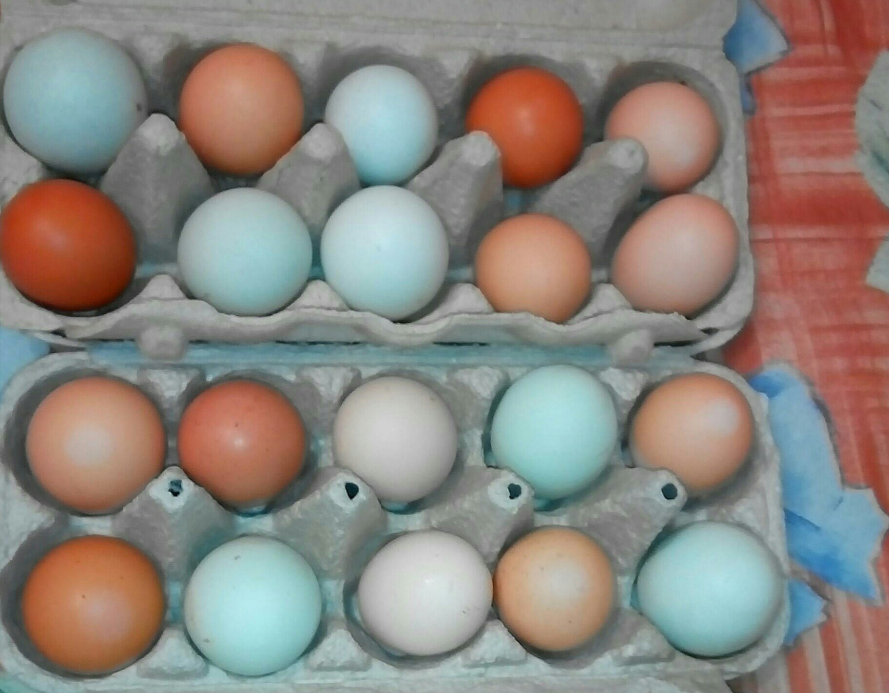 куриные зеленые яйца фото