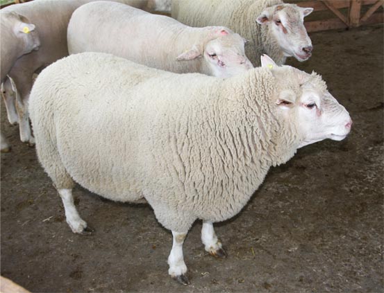 Овцы купить в ставропольском. Ташлинская порода овец. Тексель Ташлинский. Овцы Ташлинской породы баран. Овцеводство Волгоградская порода.