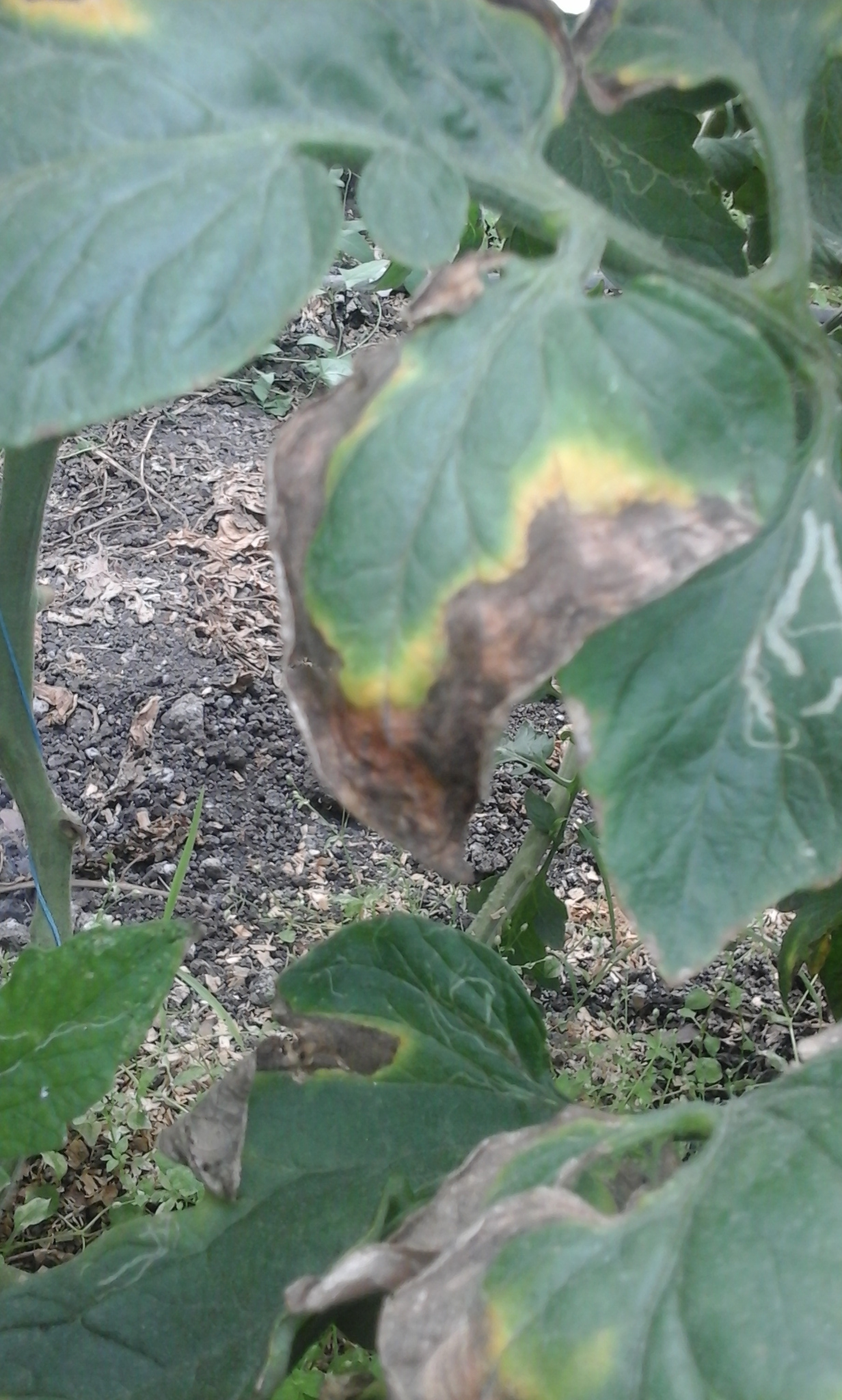 Болезни томатов фото листьев лечение
