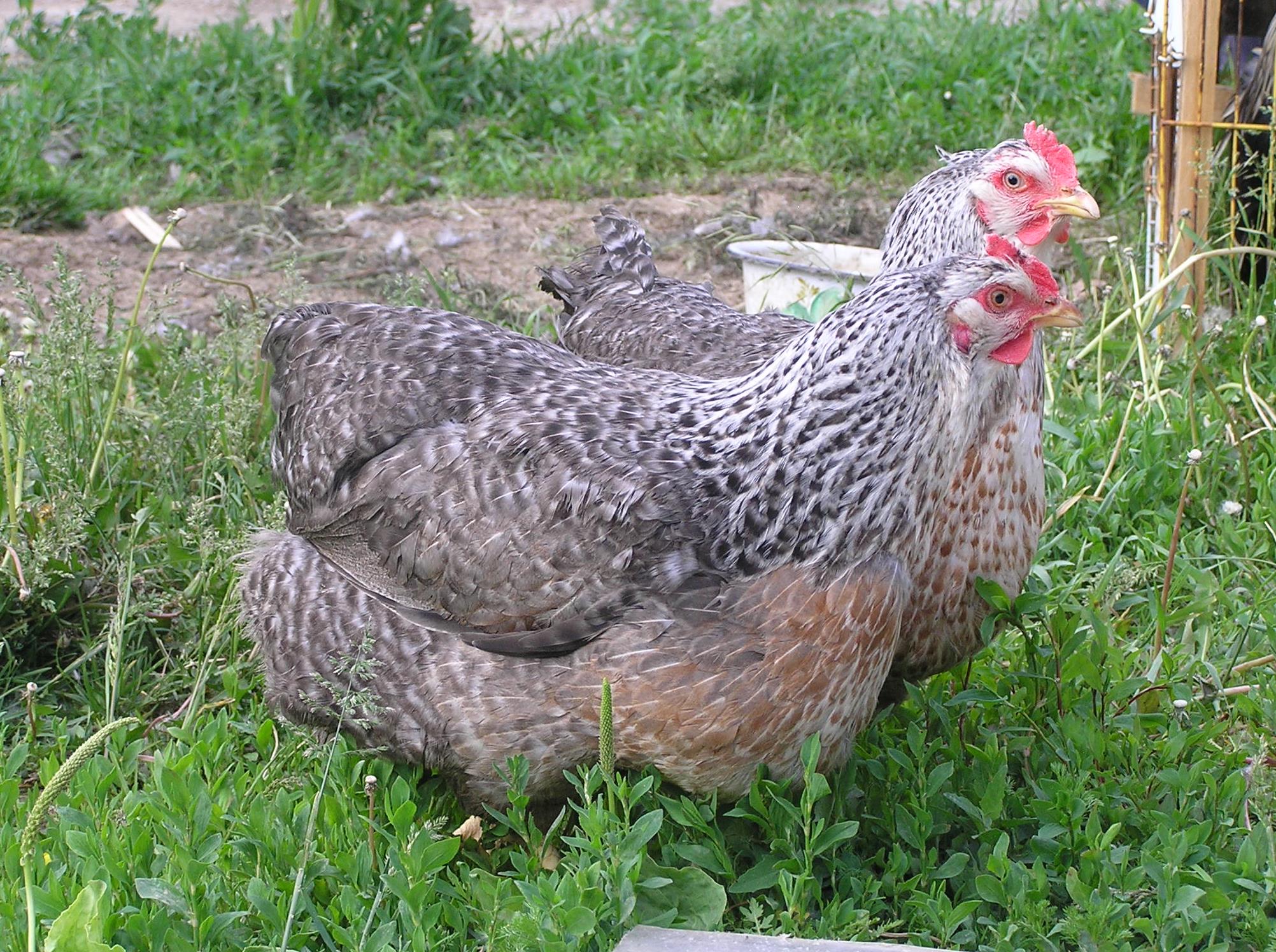 Климинская порода кур