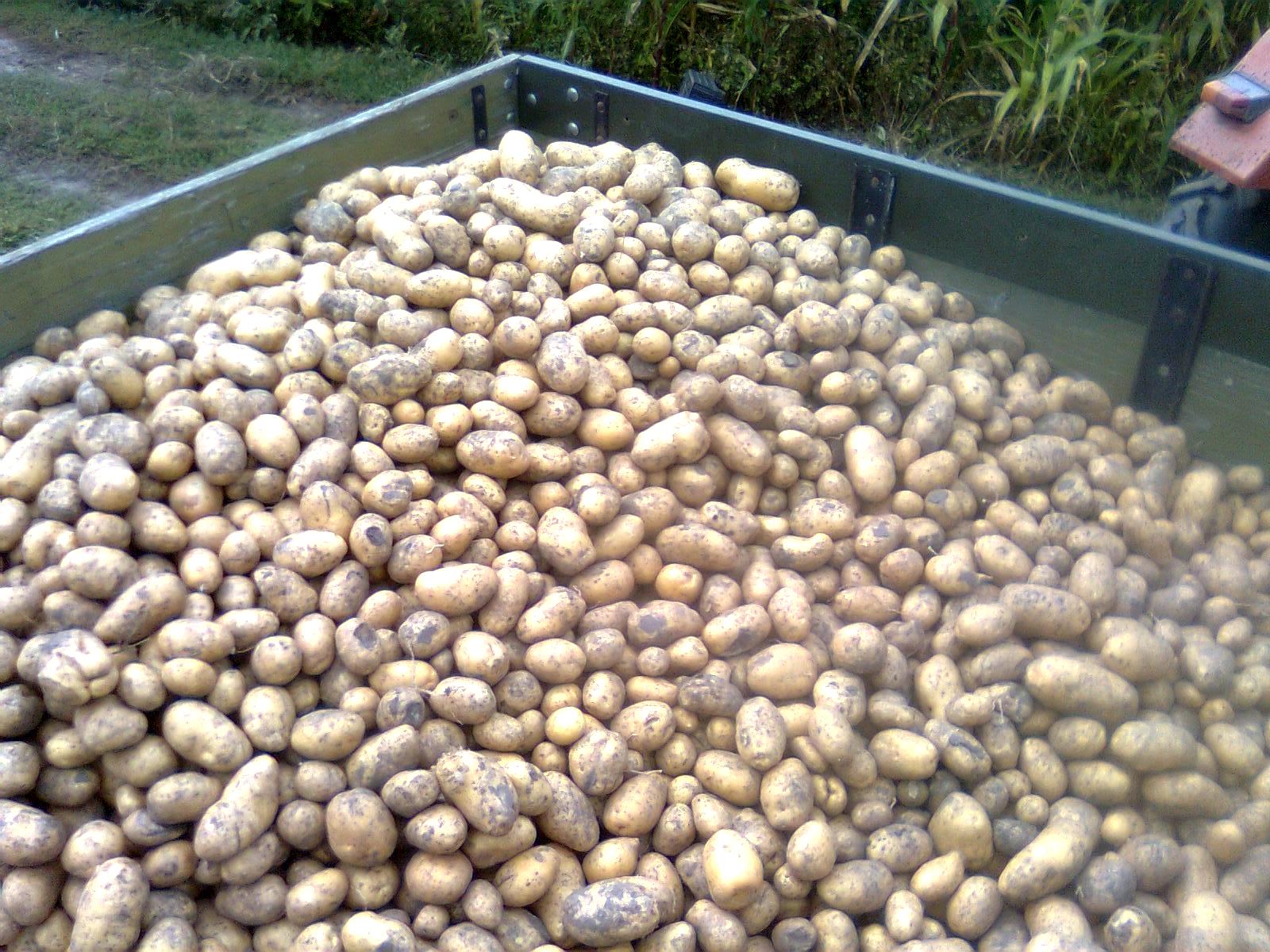 как выращивают картофель в египте