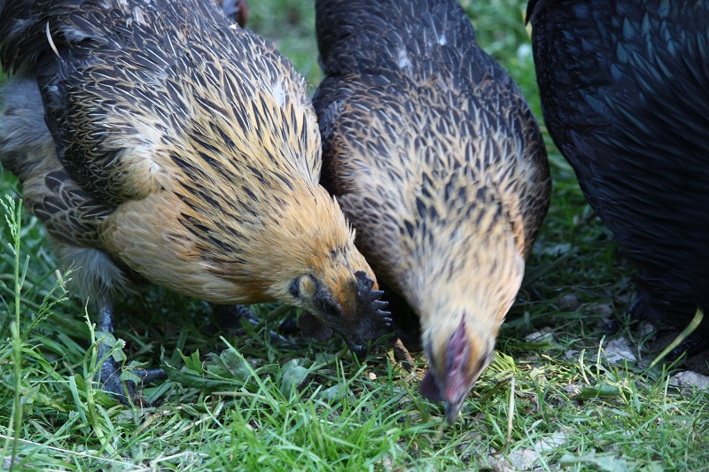 Порода кур с зелеными яйцами фото