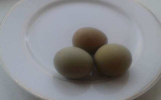 Зачем яйца в блинах. Китайские курицы с зелеными яйцами. Лакеданзи зеленое яйцо. Китайские курицы которые несут зелёные яйца. Зеленые яйца диких кур.