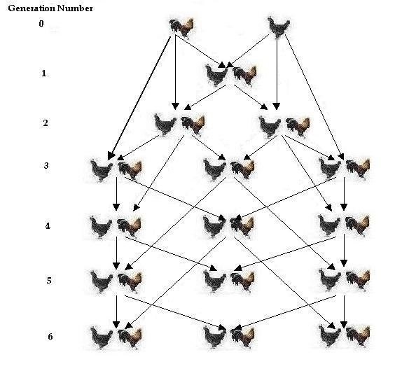 Инбридинг таблица. Схема линейного разведения голубей. Инбридинг голубей схема. Схема селекции кур. Схема скрещивания голубей.