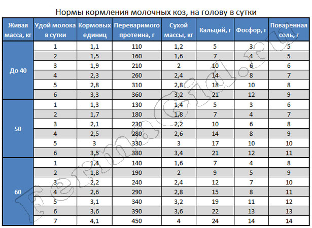 Сколько раз кормить козлят