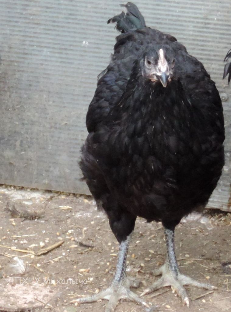Как называется порода черных кур. Полтавская курица черная. Украинская черная порода кур несушек. Порода курей черный Орлан. Черная курица порода.