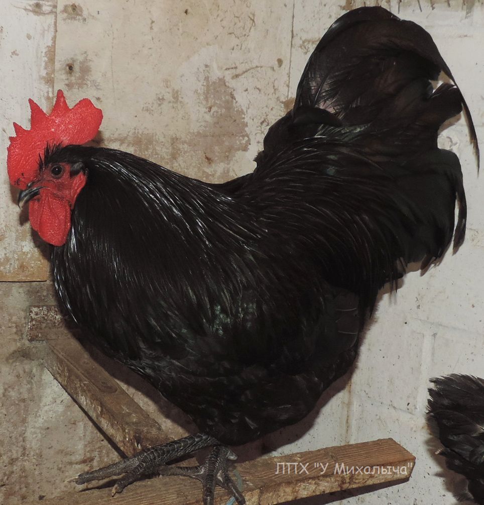 Как называется черная курица. Московская чёрная Несушка. Порода куры черный Принс. Чёрная порода кур. Черная курица порода.