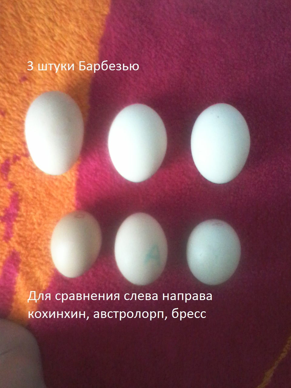Кура несущая крупные яйца. Барбезье яйцо. Яйца разных пород кур. Барбезье куры цвет яйца. Порода несушек с крупными яйцами.