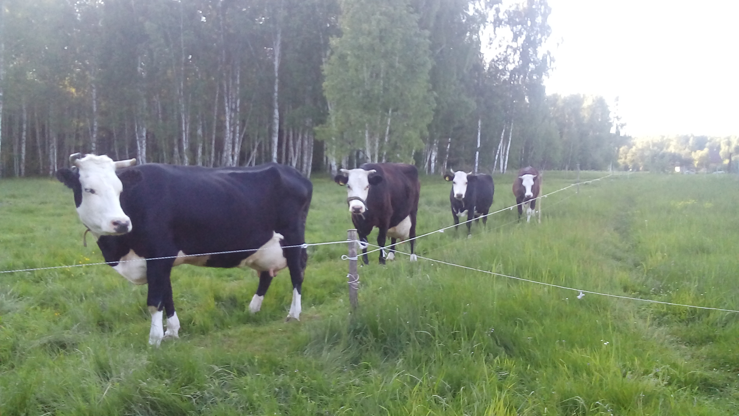Вес Ярославской породы коров