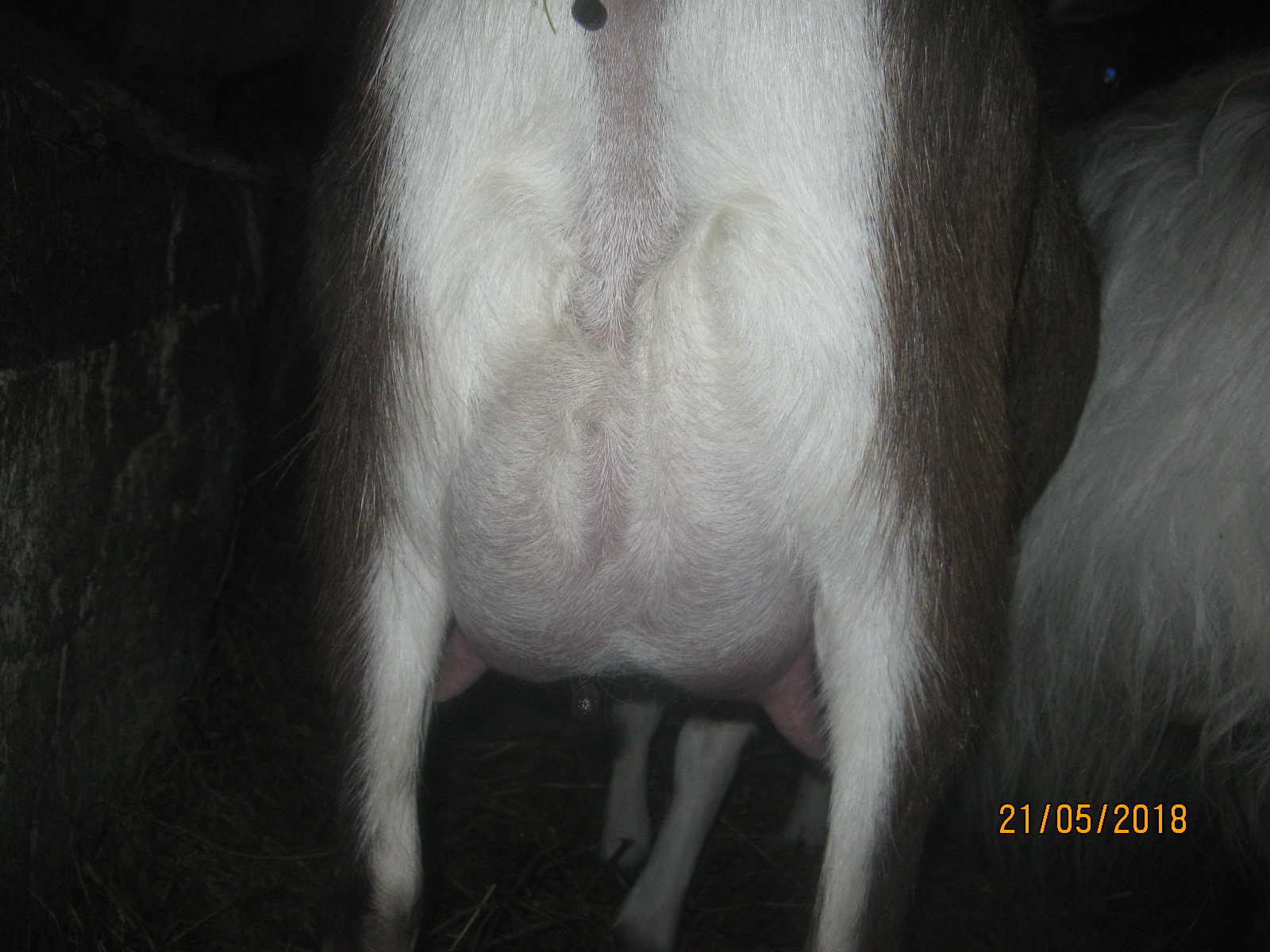 Сколько беременность у козы. Петля козы перед окотом.