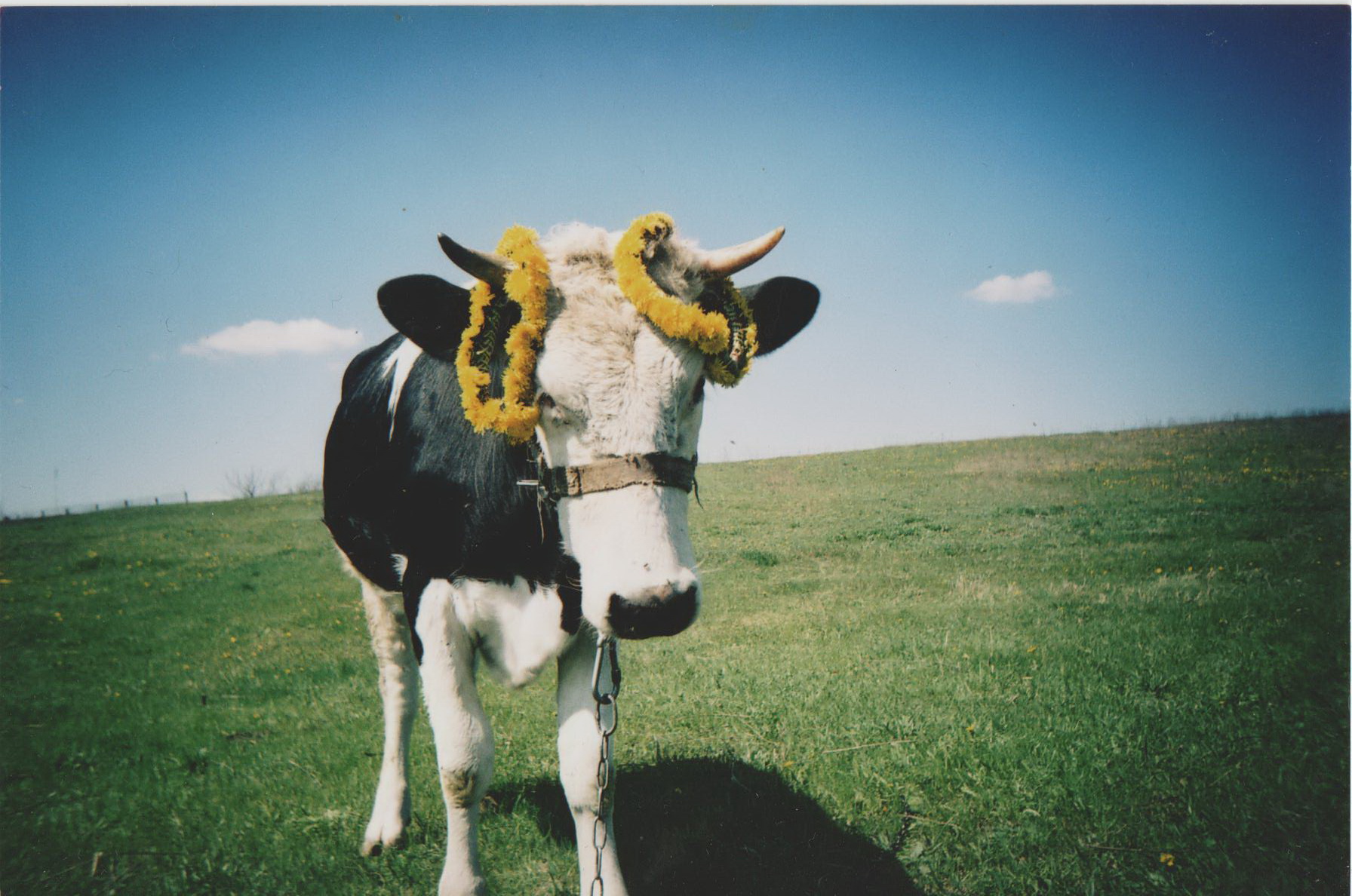 Корова В Поле Фото