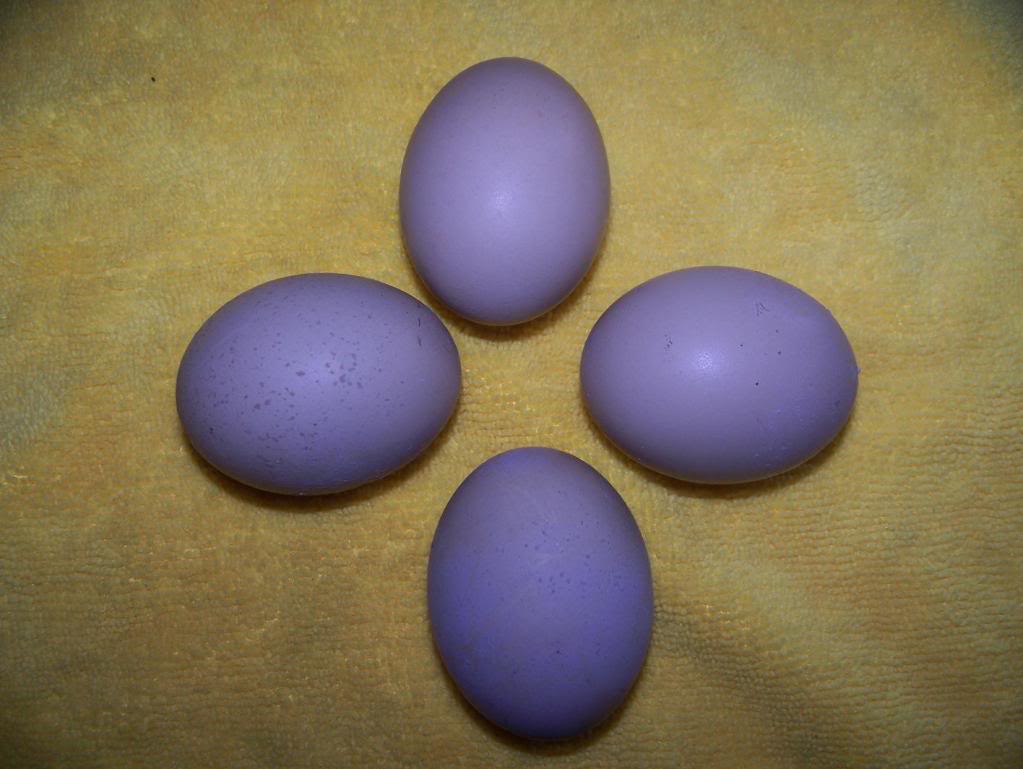 Цвета куриных яиц фото и названия
