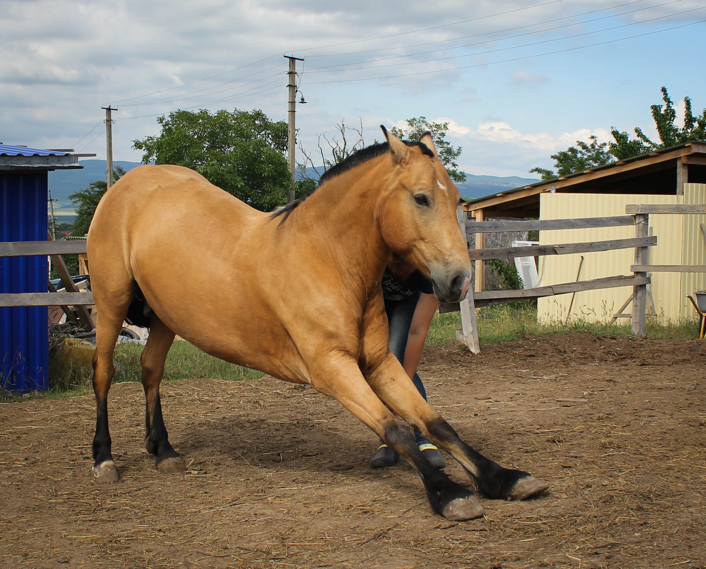 Просто лошадки. Просто лошади. Лошадь легкая. Лёгкие лошади фото размер.