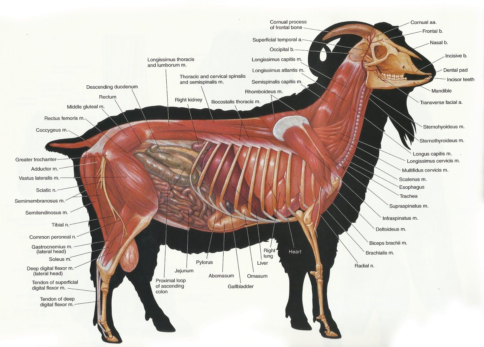 Анатомическое строение козы