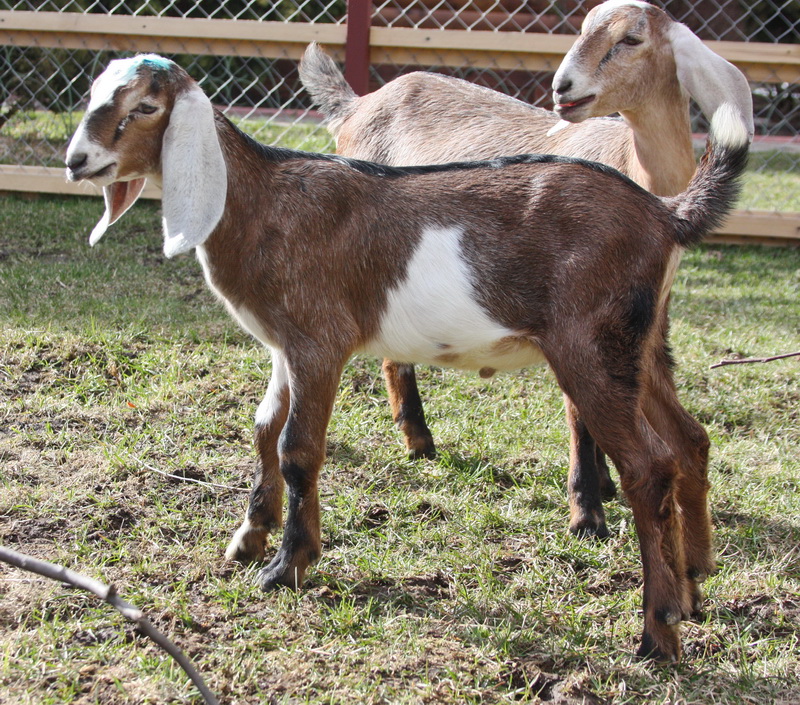 Купить козу нубийской породы. Коза нубийской породы. Англо-нубийская коза. Козочка англо-нубийской/Шами. Нубийская порода.