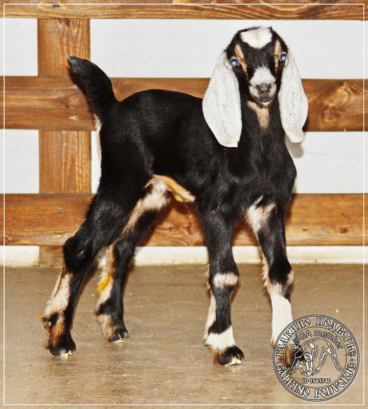 Купить козу нубийской породы. Альпо-нубийские козы. Англо-нубийская чёрная коза. Нубийские козы белые. Англо-нубийская коза белая.