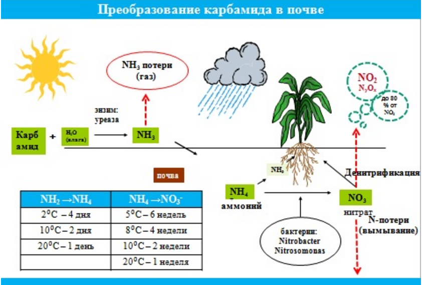 Азот и т д. Амидная форма азота для растений. Нитратная форма азота для растений это. Нитратная форма азота удобрения. Амидная форма азота в Минеральных удобрениях.