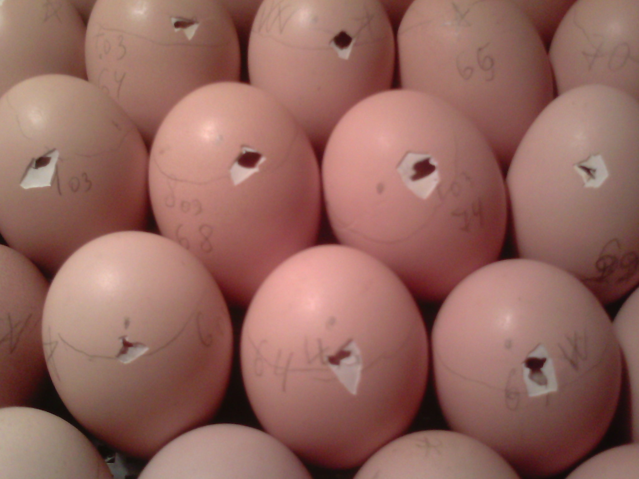 17 день инкубации куриных яиц