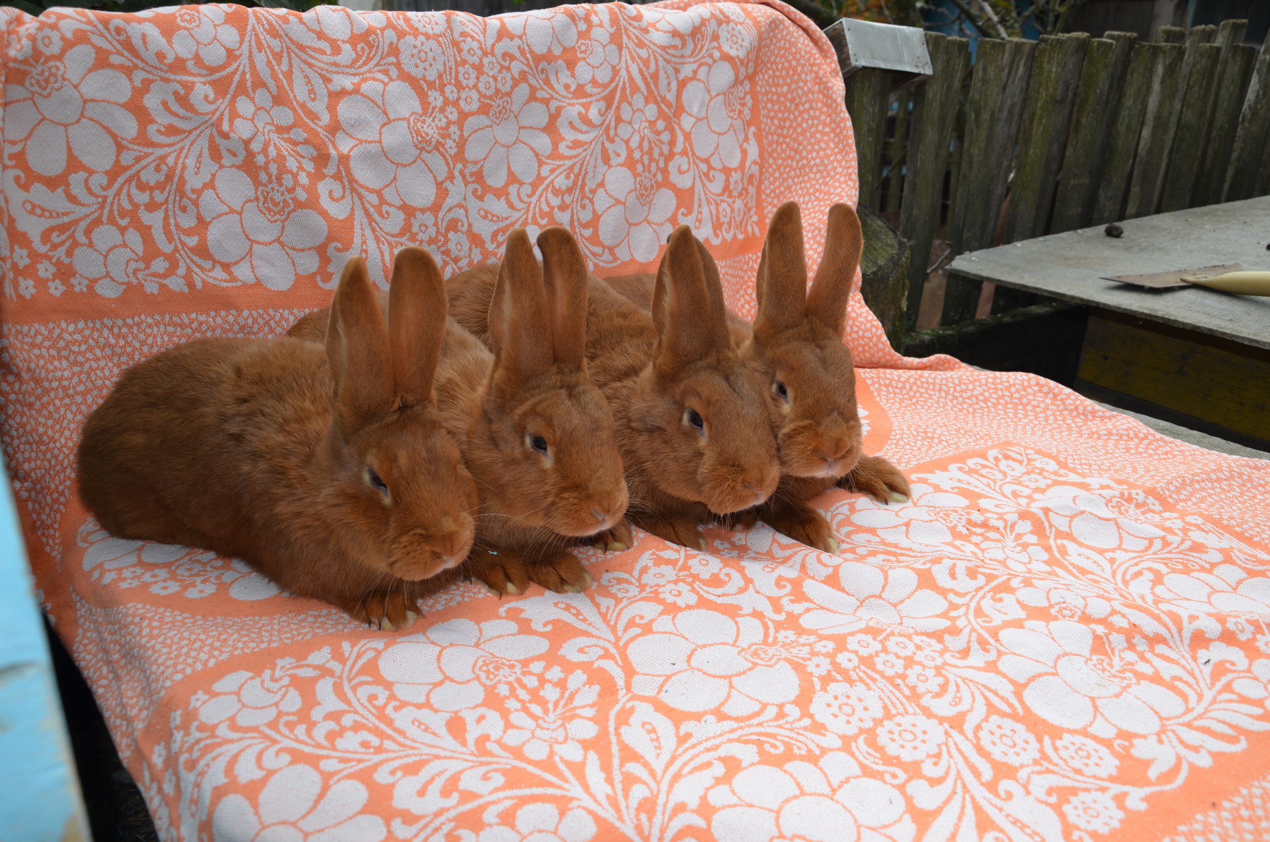 Купить кроликов в орле. Кролики на ВДНХ. Выставка кроликов в Москве. Ярмарка кроликов. Выставка декоративных кроликов.