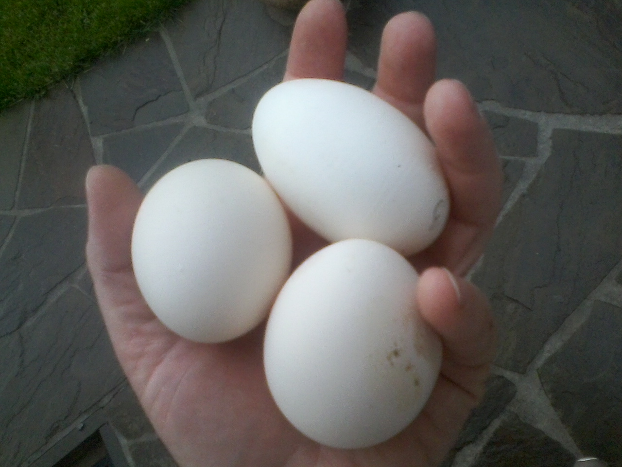 Кура несущая крупные яйца. Крупные яйца. Куры несут белые яйца. Куры коралл яйца. Яйцо белое.