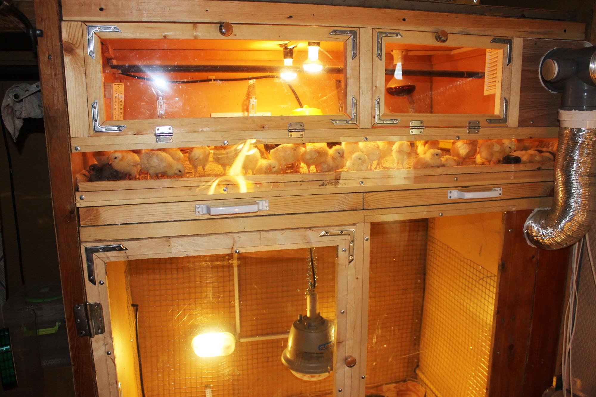 Сколько держать цыплят под лампой