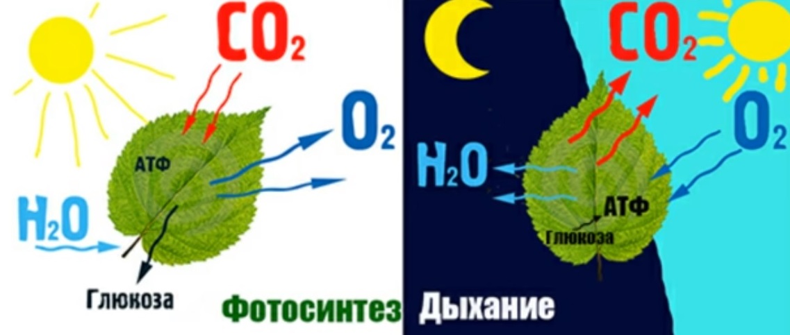 Дыхание как и фотосинтез ответы. Фотосинтез и дыхание. Дыхание растений. Фотосинтез схема. Схема процесса фотосинтеза.