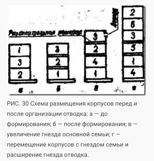 форум для начинающих пчеловодов