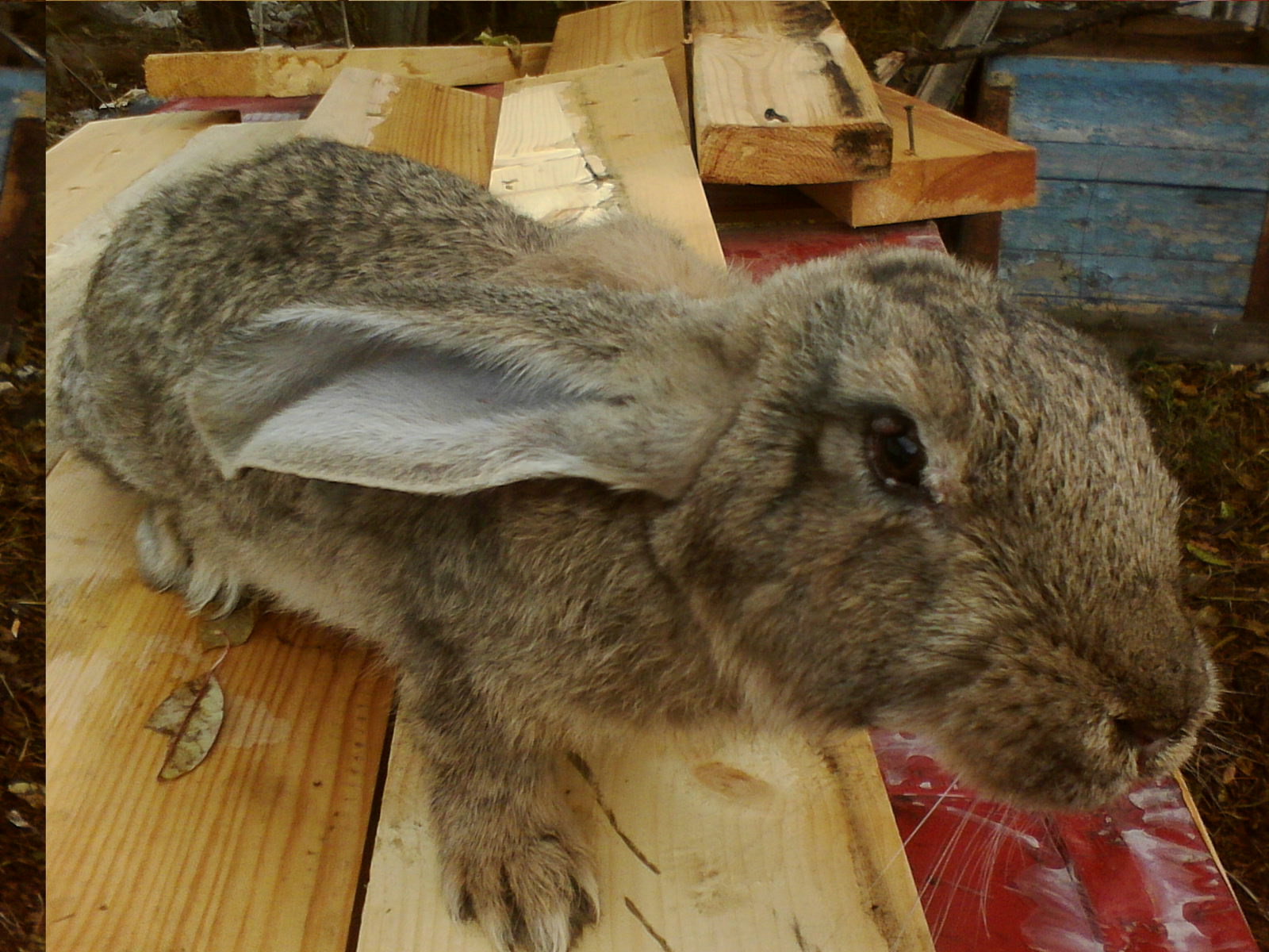 Заболела кролика. Болезнь кроликов миксоматоз. Кокцидиоз кроликов болезни кроликов.