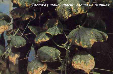 Избыток удобрений у огурцов фото листьев лечение