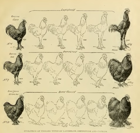 Скрещивание кур разных пород. Искусственный отбор кур. Искусственный отбор курицы. Скрещенные породы кур. Схема искусственного отбора кур.