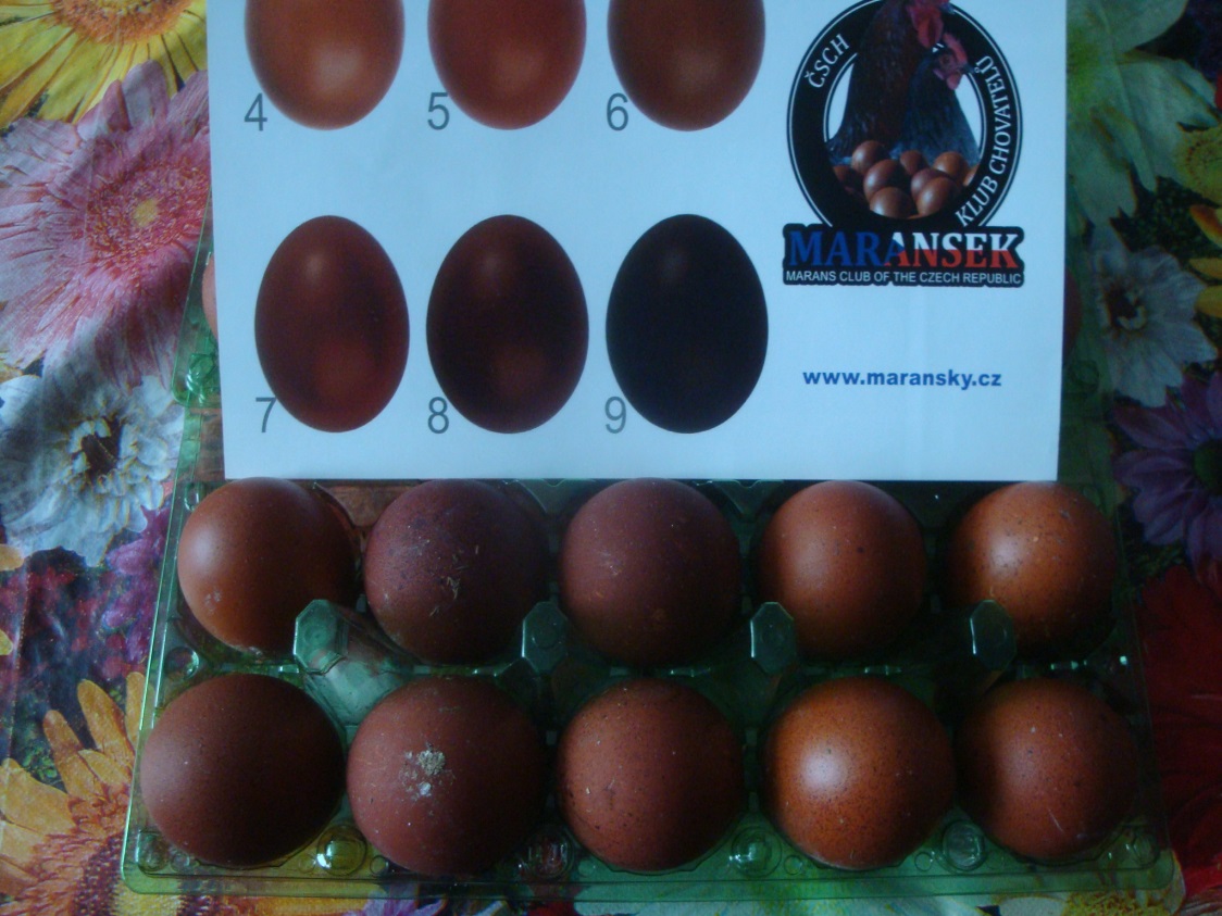 Инкубационное яйцо марана купить. Маран черно медный яйца. Маран чёрно-медный цвет яйца. Куры Маран черно медный цвет яиц. Шкала яиц Маранов.
