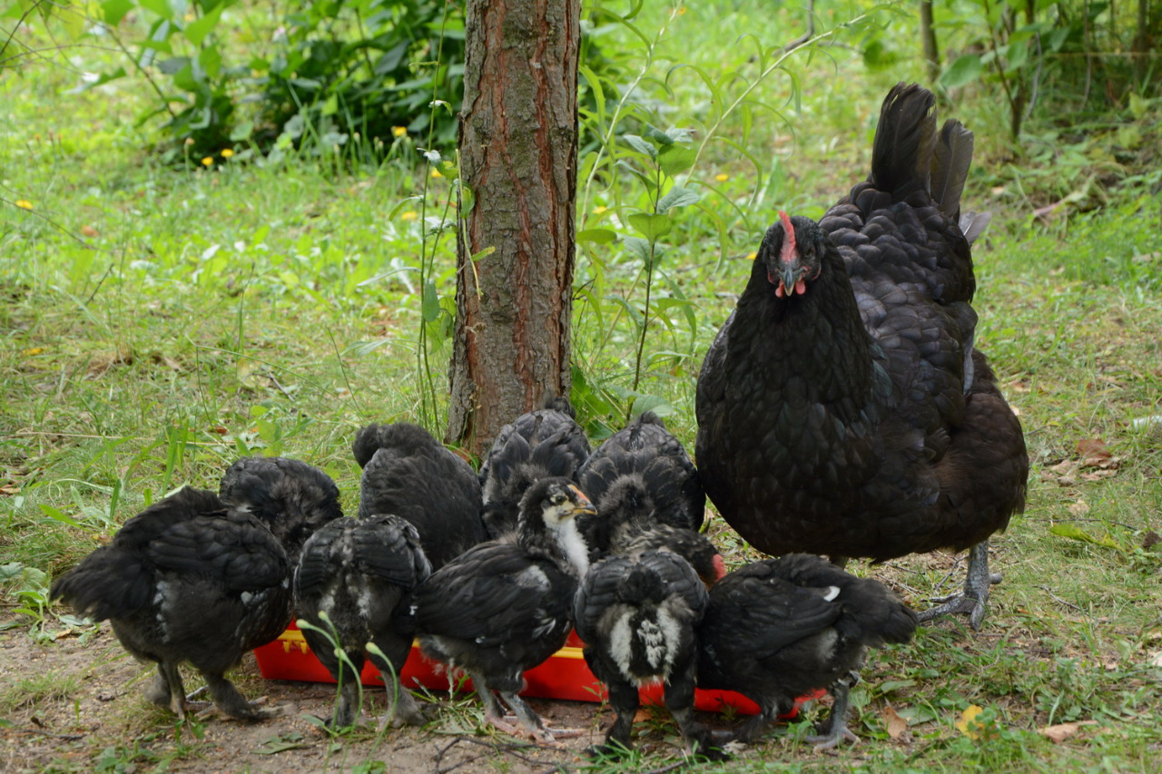 Черно-серебняные, нравится мне цыплят с клушами растить, убрать-покормить, ...