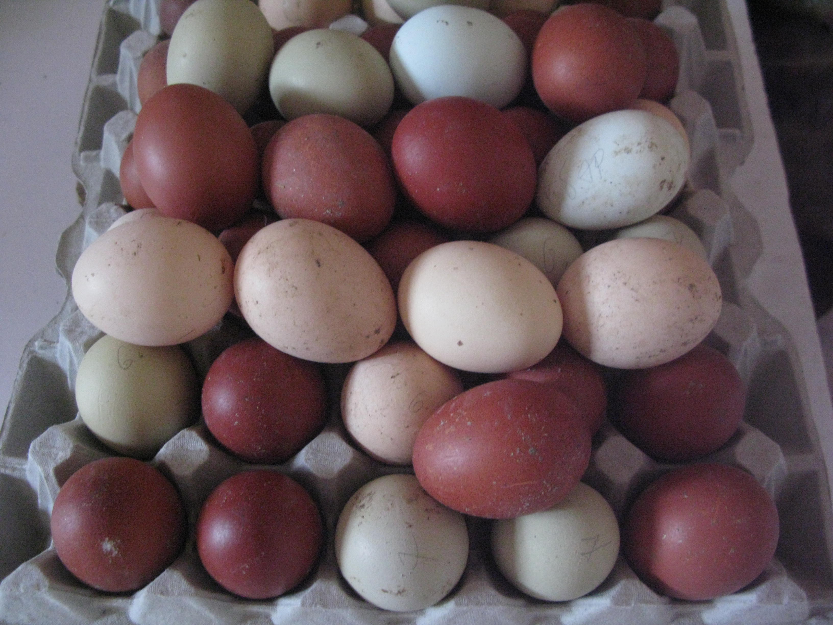 Инкубационное яйцо марана купить. Яйца кур Маран. Легбар Маран. Яйца породы Маран. Куры породы Маран яйца.
