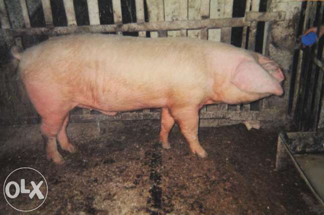 Свинка форум. Белая длинноухая порода свиней фото. Длинноухая Германская маршевая порода свиней.