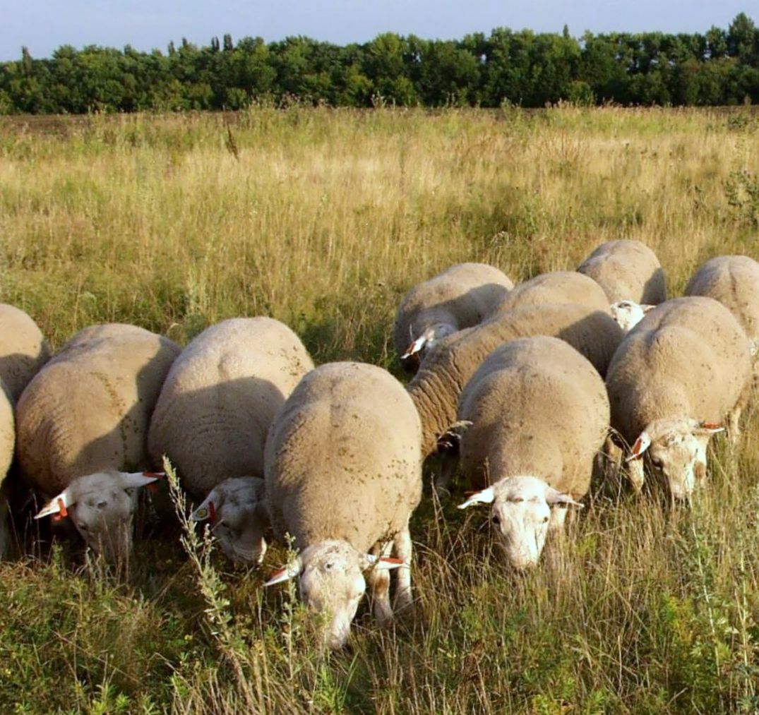 Купить овец омск