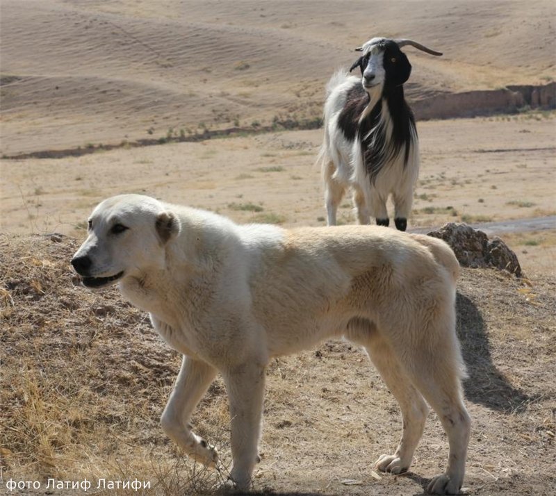 Таджик собаки. Таджикский собака. Алабай собака Таджикистан. Щенок таджикский. Отарные собаки Таджикистана.
