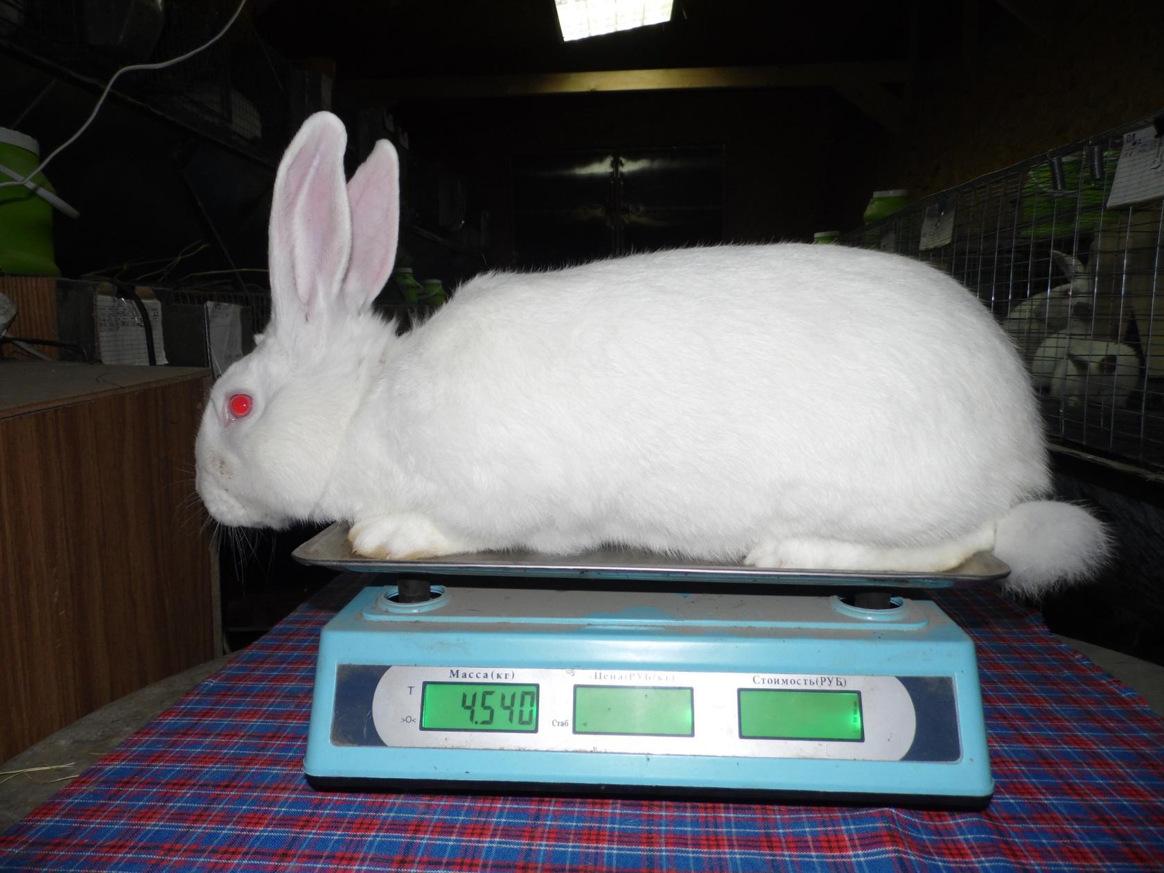 Весы кролик какие. Белый Паннон вес. Вес кролика белый Паннон по месяцам. Белый кролик панон вес. Кролик весы.
