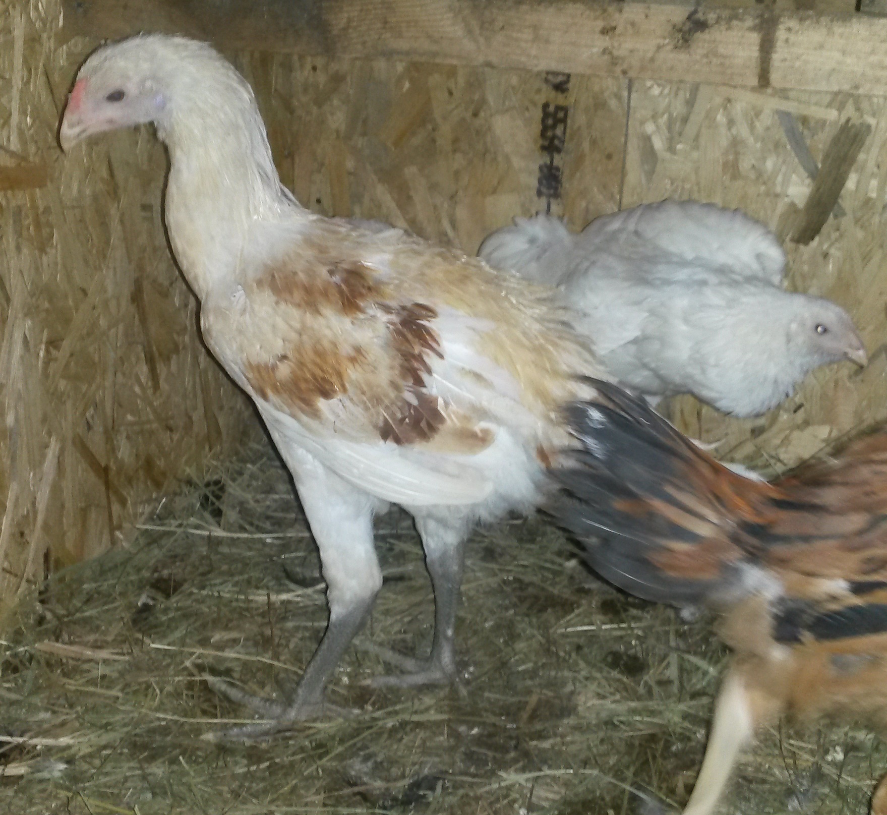Горная курица. Индийская деревенская корица. Горная курица фото. Куры Горно Алтайск.