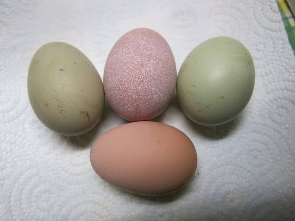Яйца окрас. Доминант ГС 229 цвет яйца. Доминант гс301 цвет яйца. Доминант д 107 цвет яйца. Цвет яиц Доминант д 304.