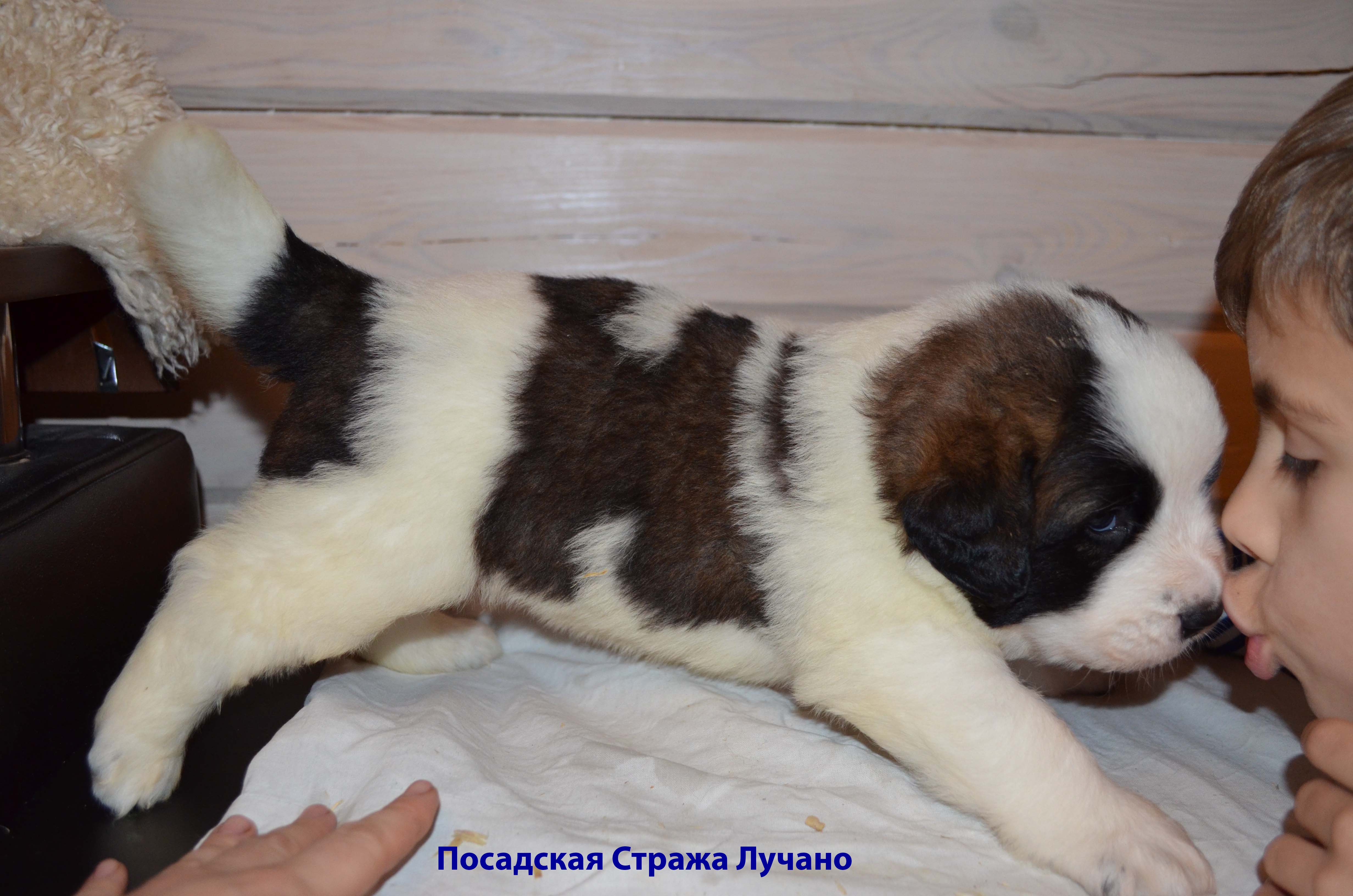 Беременная собака Московская сторожевая