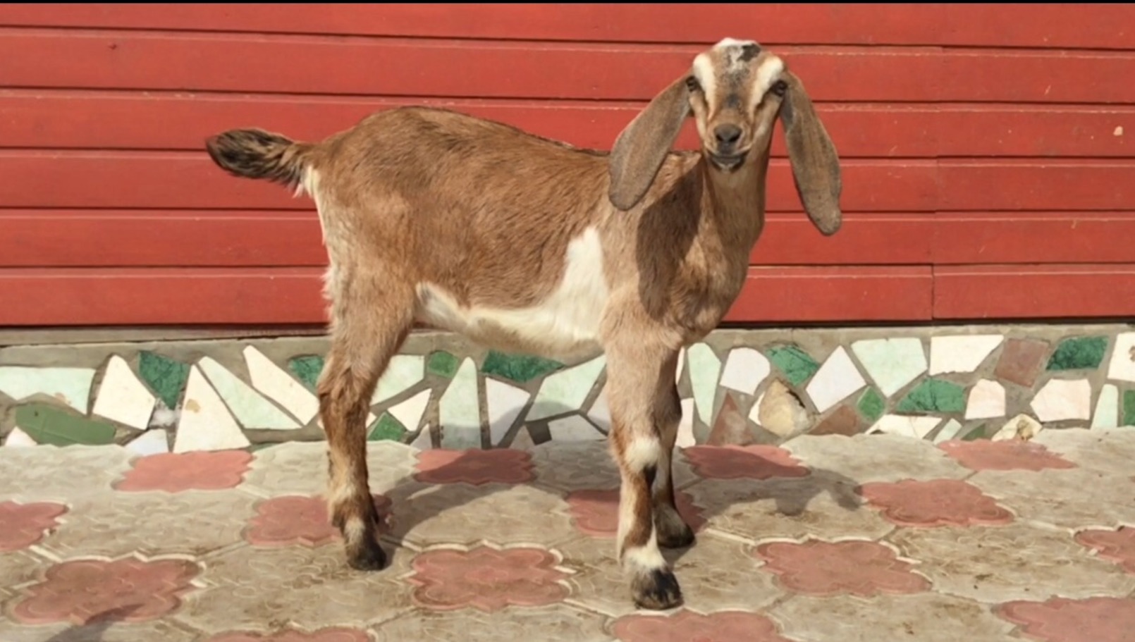Купить нубийскую козу в новосибирске. Альпийско нубийские козы. Альпо-нубийские козы. Альпийско нубийская порода коз. Альпийсконудиские козы.
