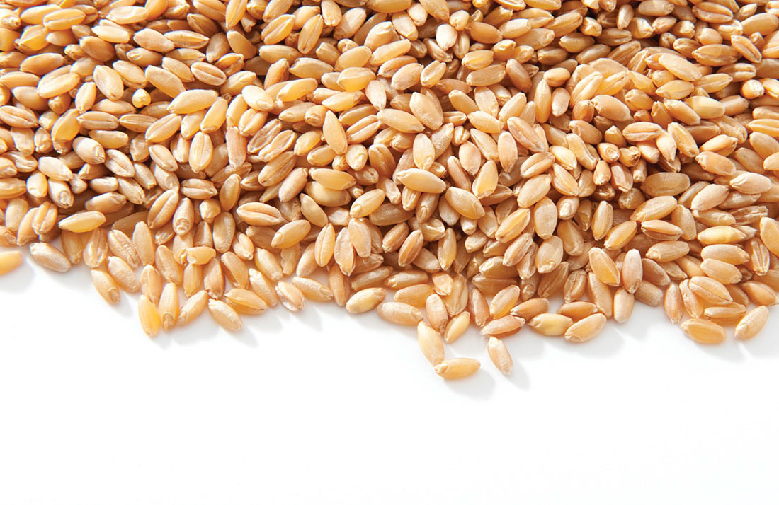 Закупка фуражного зерна. Ячмень фуражный. Пшеница зерно. Зерно на белом фоне. Зерно пшеницы на белом фоне.
