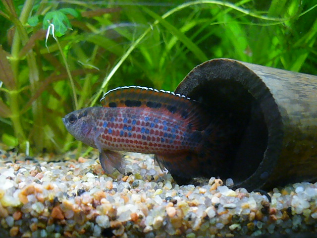 бадис-рубер