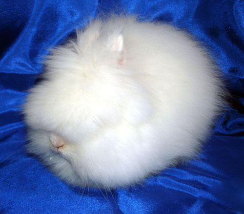 русская ангора