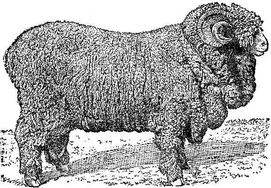 Рис. 2. Баран № 7009, советский рамбулье кавказского типа. Рождения  1937 г. Насгриг шерсти 21,7 килограмма; длина шерсти 10,5 сантиметра; тонина шерсти 60-го качества. Живой вес 125 килограммов. На Всесоюзной сельскохозяйственной  выставке 1940 г. барану присуждено звание чемпиона породы