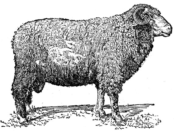 Рис. 3. Баран породы прекос