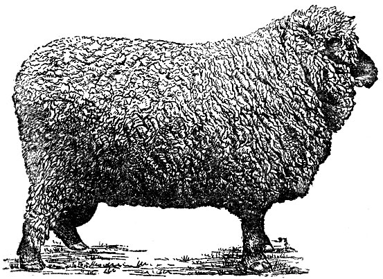 Рис. 6. Баран породы шропшир