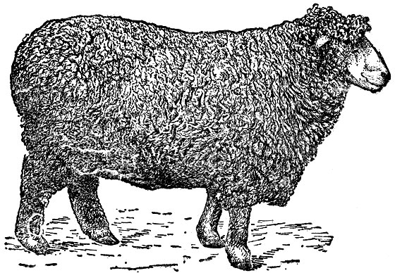 Рис. 7. Баран породы ромней-марш