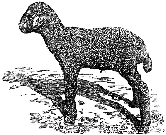 Рис. 9. Ягнёнок каракульской породы