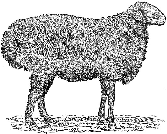 Рис. 10. Баран № 333, эдельбаевской породы. Рождения 1939 г. Настриг шерсти 3,1 килограмма. Живой вес 10З килограмма. На  Всесоюзной  сельскохозяйственной выставке 1940 г. барану присуждено звание рекордиста породы